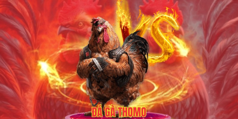 Đấu trường Thomo lừng danh, chất lượng đẳng cấp 