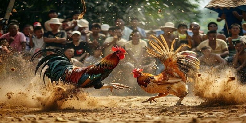 Thông tin tổng quan về đá gà ALO789 